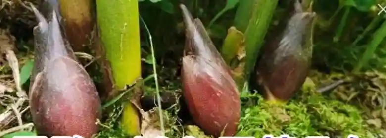 独生子女怎么手机领取国家发放的万元补帖